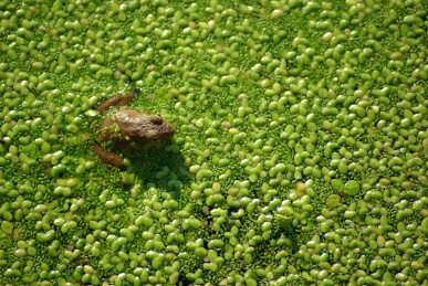 Frog_in_pond_among_aquatic_plants.jpg