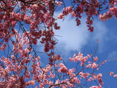 cherryblossombranches.JPG